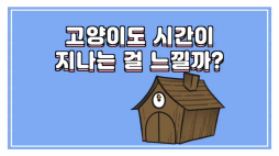 비마이펫_고양이도 시간이 지나는 것을 느낄까
